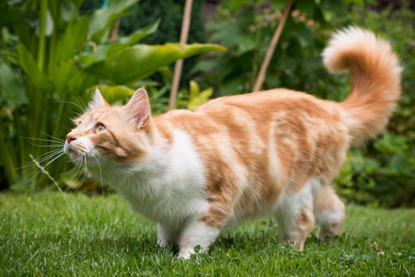 cat in the grass
