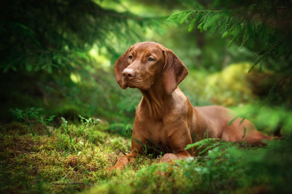 Beautiful Vizsla dog in the woods