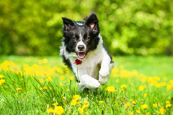 Border collie running on the field with dandelions