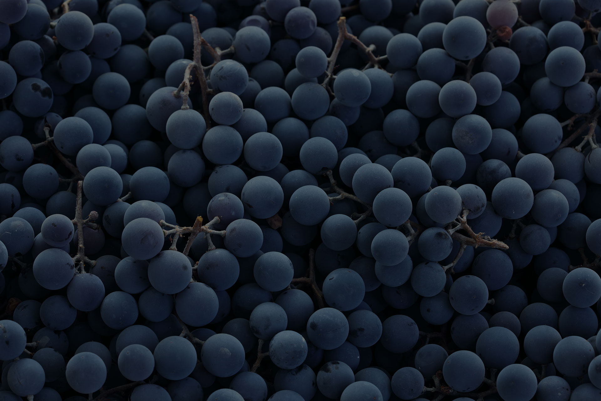 dark grapes/ blue grapes/ wine grapes