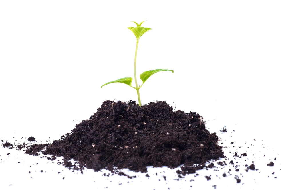 Young plant of pomelo in soil humus on a white background