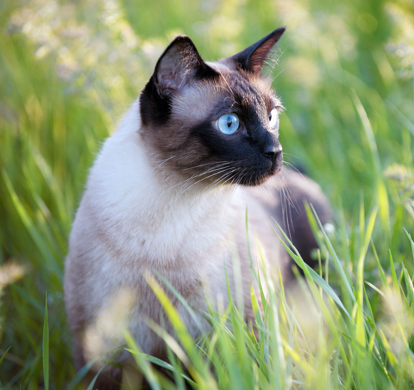 siamese cat blue eyes